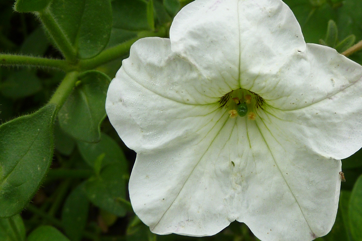 Petunia axillaris, Foto: Cambridge University Botanic Garden / wikimediacommons