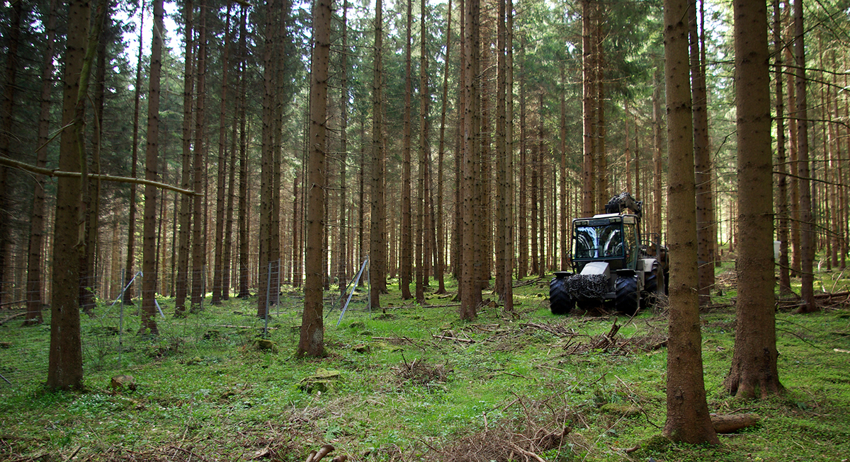 Artenarme Wälder wie dieser Fichtenwald in Baden Würtemberg liefern neben Nutzholz für die Forstwirtschaft nur wenige Ökosystemleistungen.