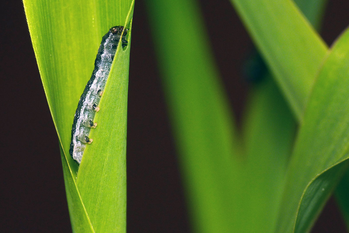 Eine Spodoptera-Larve nagt an einem Maisblatt. Dieses stösst den Duftstoff Indol aus um andere Blätter zu warnen.