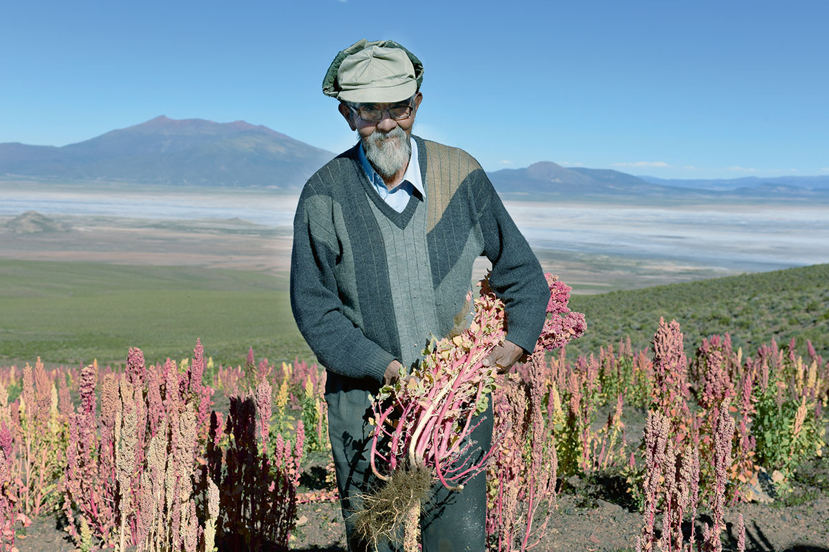 Ein Bauer im Feld mit geerntetem Quinoa unter dem Arm