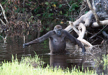 Flachlandgorilla mit Stock im Fluss