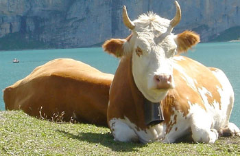 Kuf auf einer Wiese