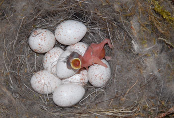 Frischgeschlüpfte Kohlmeise im Nest