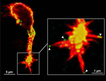 Makrophage mit Nanopartikeln an der Zelloberfläche (grün, Pfeilspitzen) wie im Zellinnern (gelb, Pfeile).(Bild: Fabian Blank, Institut für Anatomie, Uni Bern)