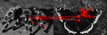 Bild Vogelspinne neben Bild Schmetterling und eingezeichnete Häufigkeit der Ansicht durch die Phobiker