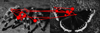 Bild Vogelspinne neben Bild Schmetterling und eingezeichnete Häufigkeit der Ansicht durch die Phobiker Nummer 2